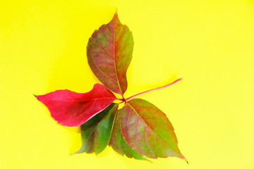 autumn natural red green leaves on a yellow background