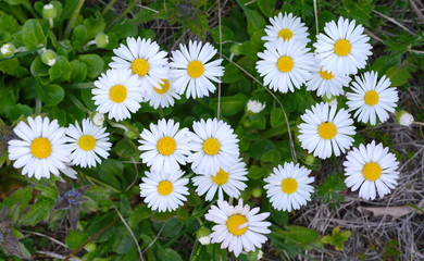 Fototapeta premium Field of daisy flowers in sunny day. Summer flower close up.