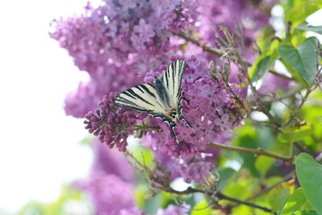 Lilac flowers in the garden. 