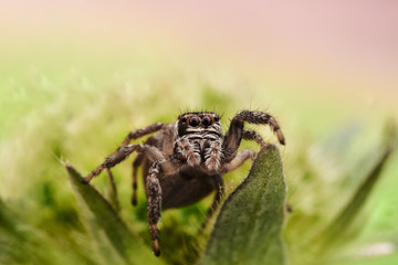 Evarcha arcuata 