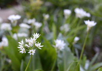 Wild garlic blossom in spring.