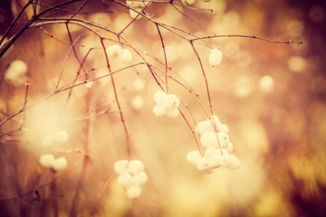 White berries at soft golden light. Fall or winter background.