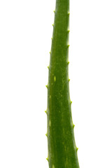 Aloe single leaf plant, isolated on white background, closeup.