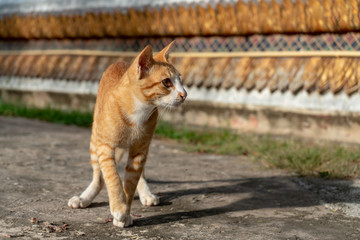 Portrait of ginger Thai cat at the temple