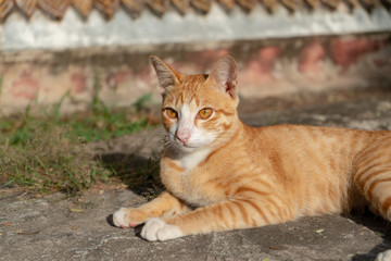 Fototapeta na wymiar Portrait of ginger Thai cat at the temple