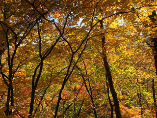 Fototapeta na wymiar 日本の秋の山の中の風景