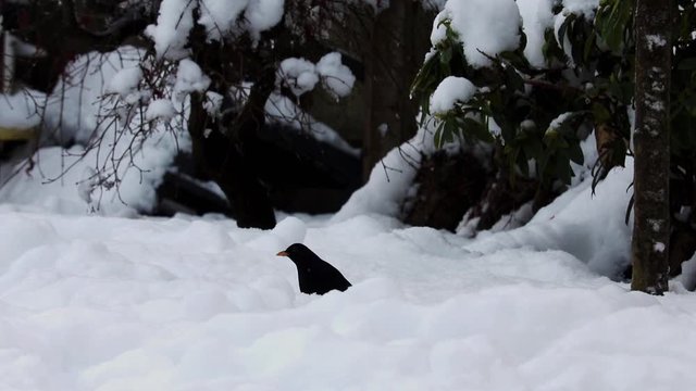 Blackbird Foraging in Snow At Dusk
