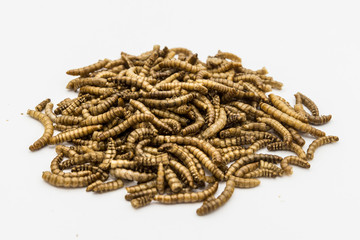 mealworms  crustaceans tenebrio molitor isolated