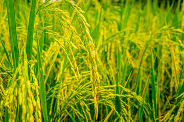 Green ear of rice in paddy rice field,jasmine rice field in Thailand