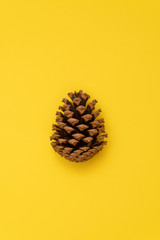 Brown pine cone isolated on bright yellow background.