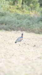 foto dell'ibis in toscana