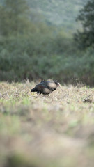 Foto dell'uccello IBIS in toscana