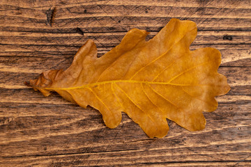 Obraz premium Dried oak leaf on a brown wooden boards background, top view.