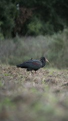 Foto dell'uccello IBIS in toscana