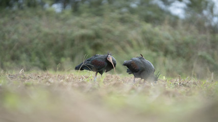 Foto dell'uccello IBIS in toscana