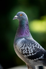 close up head of homing pigeon against green blur background