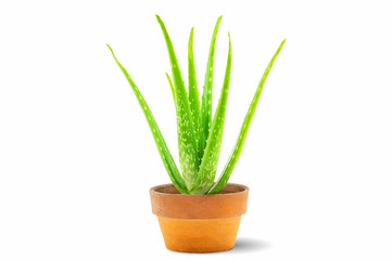 Fresh green aloe vera plant in old clay pot isolated on white background with clipping path
