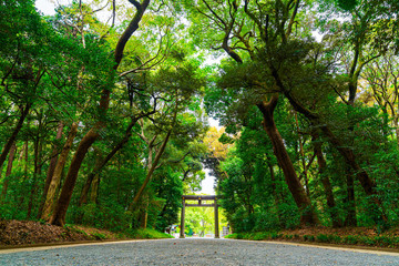 The gingko tree lined avenue leading to the Torii shrine gate of Meiji Jingu, Tokoyo, Japan.