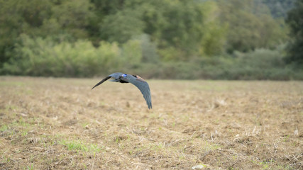 Foto dell'uccello IBIS in toscana
