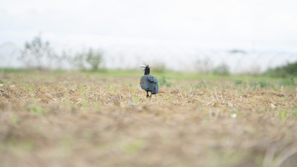 Foto dell'uccello IBIS in toscana