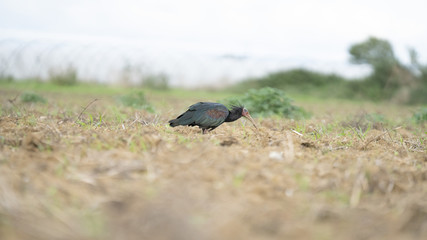 Foto dell'uccello IBIS in toscana