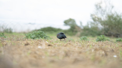Foto dell'uccello IBIS in toscana
