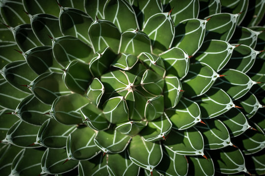 Phyllotaxis cactus