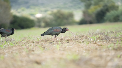 Foto dell'uccello IBIS in toscana