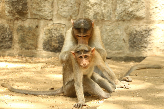 Indian Monkey Images