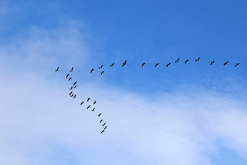 Zugvögel