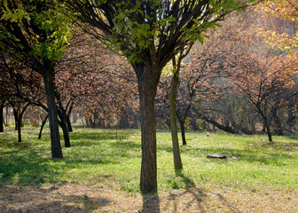 nature landscape and trees on autumn 