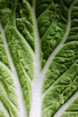 structure of green lettuce leaf in macro images