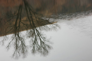 distorted reflection of trees in river water