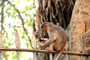 Indian Monkey Images
