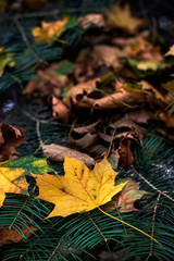 Beautiful autumn leaves in a variety of colors.	