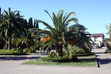 Fototapeta premium Palm strees on a street in southern city