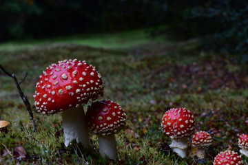 Poison Toadstools in Tasmania Tarkine Region 
