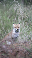 foto della volpe nel parco della maremma