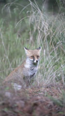 foto della volpe nel parco della maremma