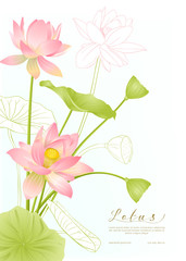 Lotus flowers. Template for wedding invitation, greeting card, banner, gift voucher with place for text. Colored and outline design. Vector illustration.