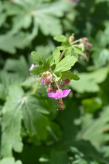 Rock cranesbill