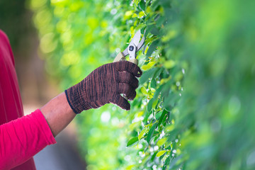 Pruning of ornamental trees at home in morning