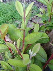 Young plants of guava fruit in the garden