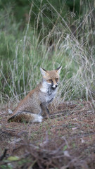 Foto della volpe nel parco della maremma