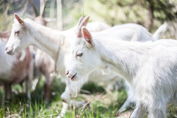 Fototapeta premium Young goat walking with it's herd
