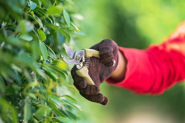 Pruning of ornamental trees at home in morning