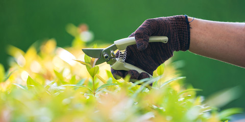Pruning of ornamental trees at home in morning