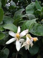 white flowers with green leaves of lemon plant in garden