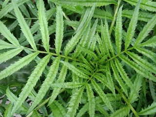 green leaves of marigold flower plants in the garden