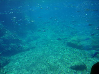 Naklejka na ściany i meble Schools of fish swimming in the depths of the blue sea among the rocks near the pebble bottom
